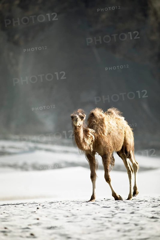 Bactrian camel,