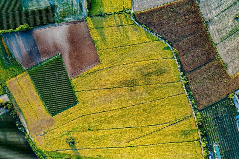 Aerial View of corn field, vineyard