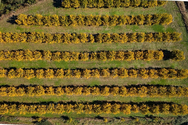 Aerial View of orchard of pomegranate trees,