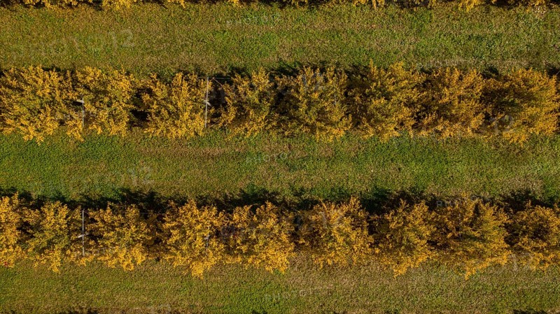 Aerial View of orchard of pomegranate trees,