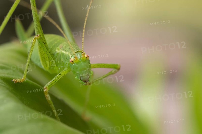 Speckled bush cricket,