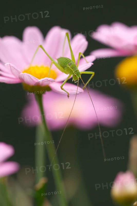 Speckled bush cricket,