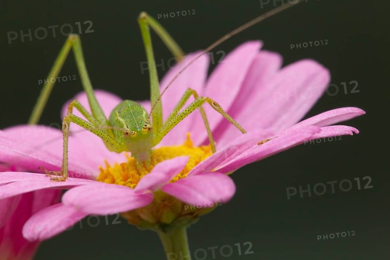 Speckled bush cricket,