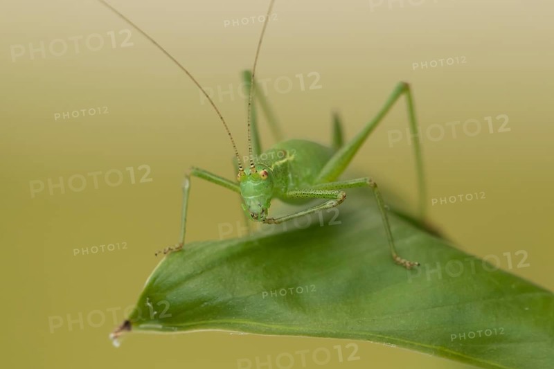 Speckled bush cricket,