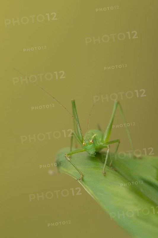 Speckled bush cricket,