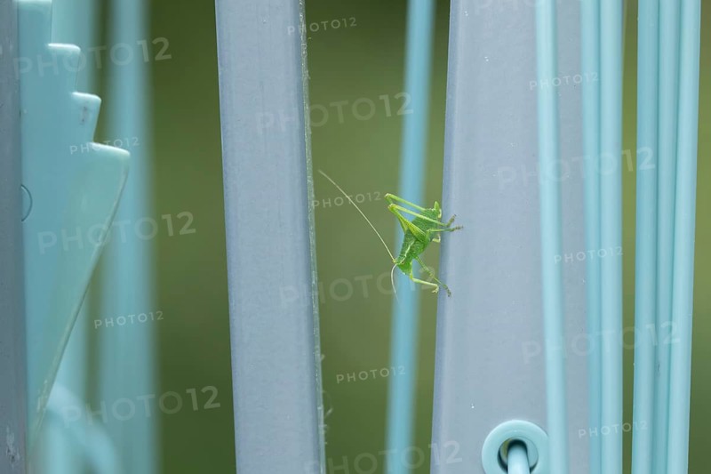 Speckled bush cricket,
