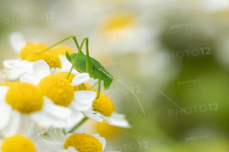 Speckled bush cricket,