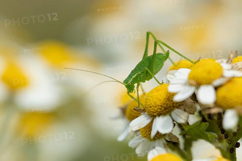 Speckled bush cricket,