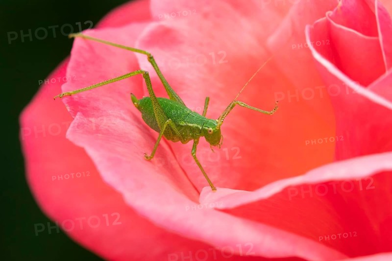 Speckled bush cricket,