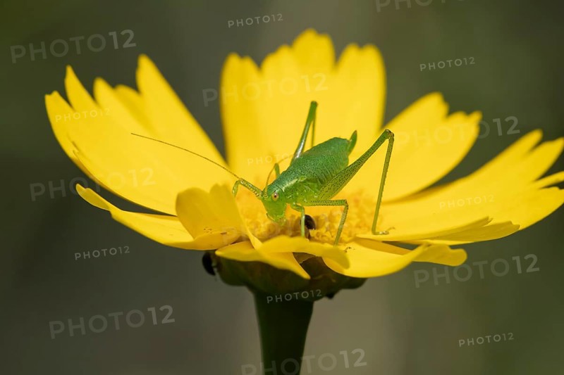 Speckled bush cricket,
