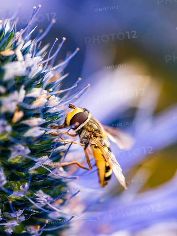 Common Drone Fly,
