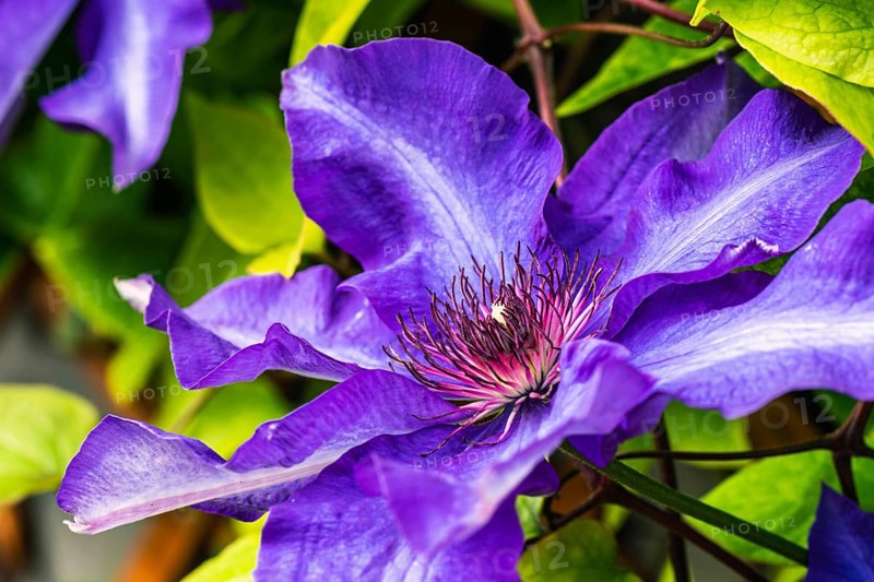 Purple Clematis Flower, Devon