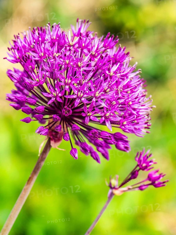 Giant Allium,