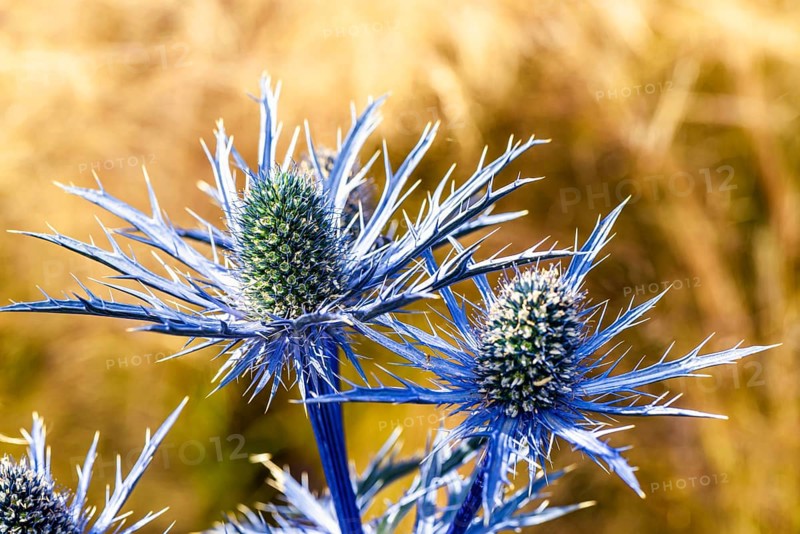 Blue Hobbit, Sea Holly