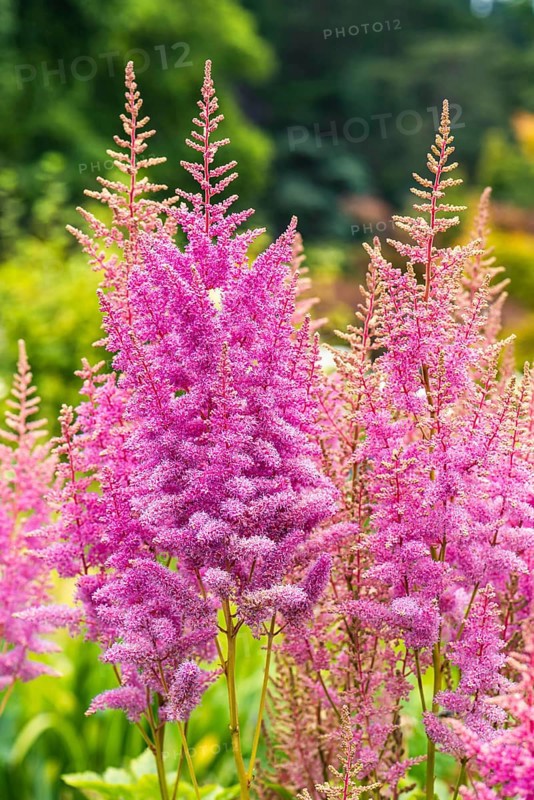 Astilbes, Astilbe flowers