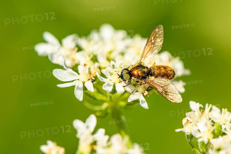 Broad Centurion Fly, Chloromyia formosa