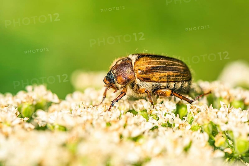 Summer Chafer, Amphimallon solstitialis