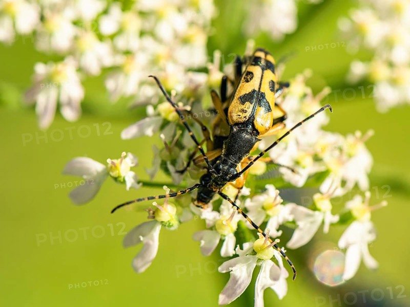 Spotted Longhorn,