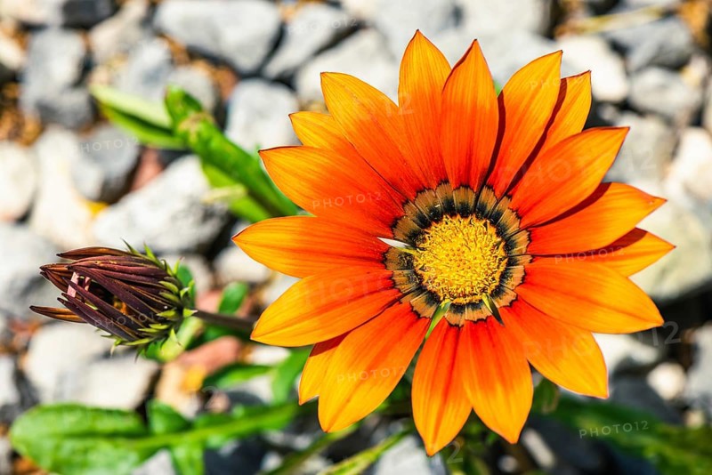 African Daisy, Asteraceae