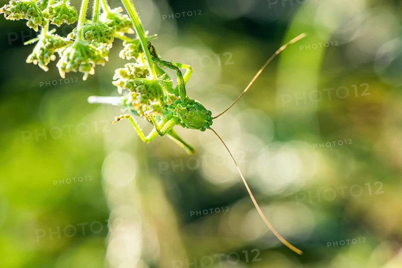 Great Green Bush-cricket,