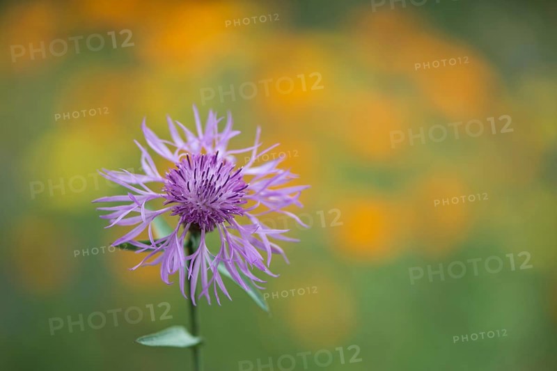 Greater knapweed,