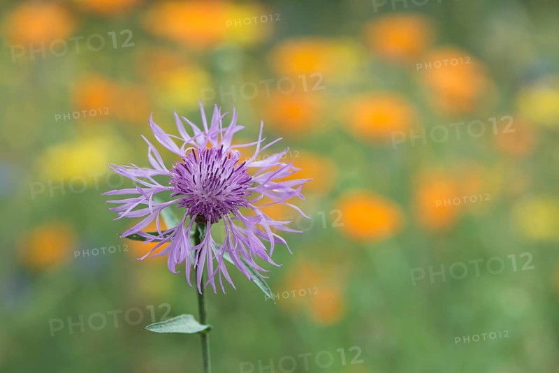 Greater knapweed,