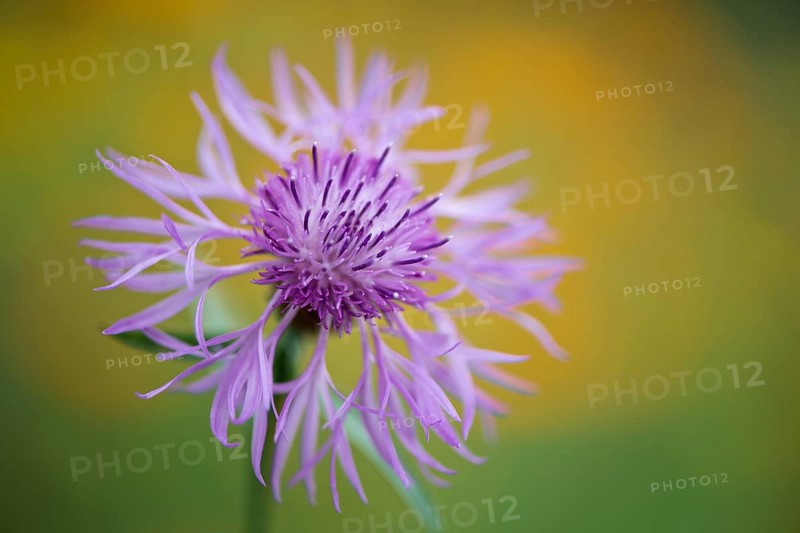 Greater knapweed,