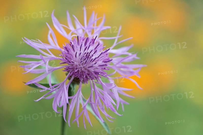 Greater knapweed,