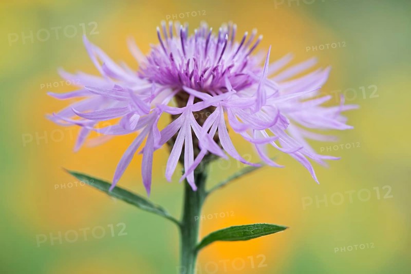 Greater knapweed,