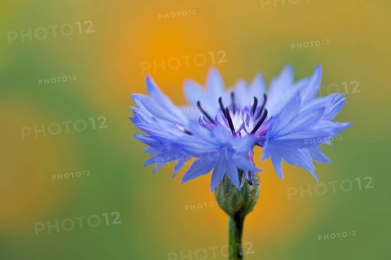 Cornflower,