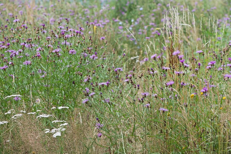 Brown knapweeds,