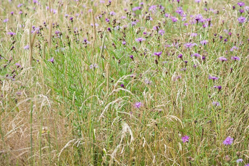 Brown knapweeds,