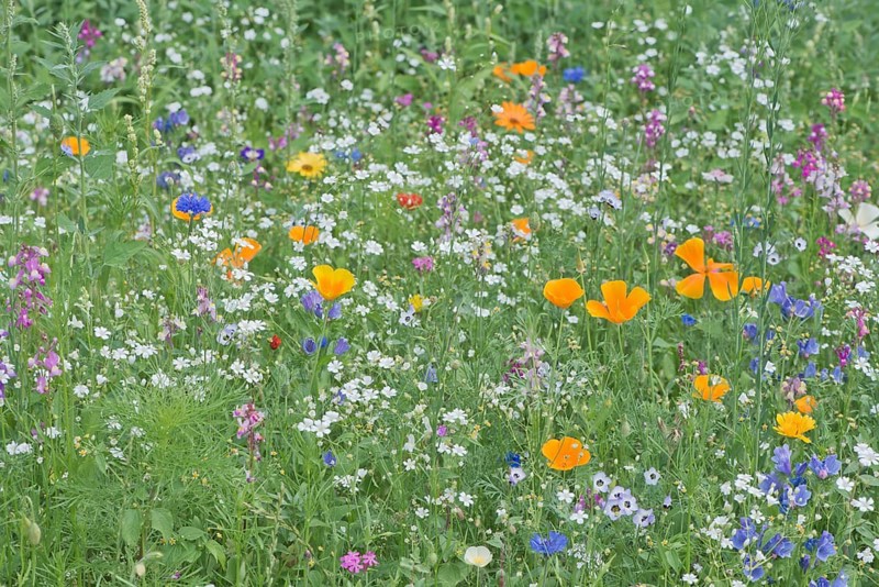 Flower meadow with California poppy,
