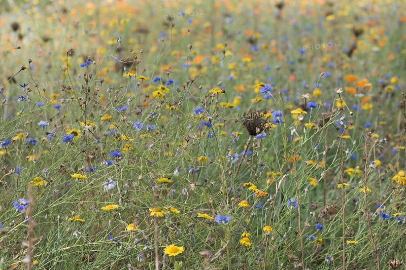 Flower meadow with cornflowers,