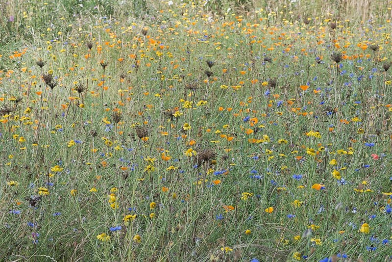 Flower meadow with cornflowers,