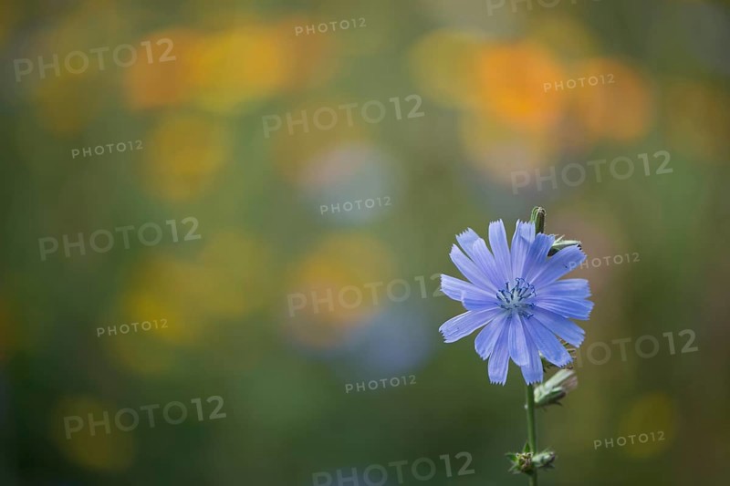 Common chicory,