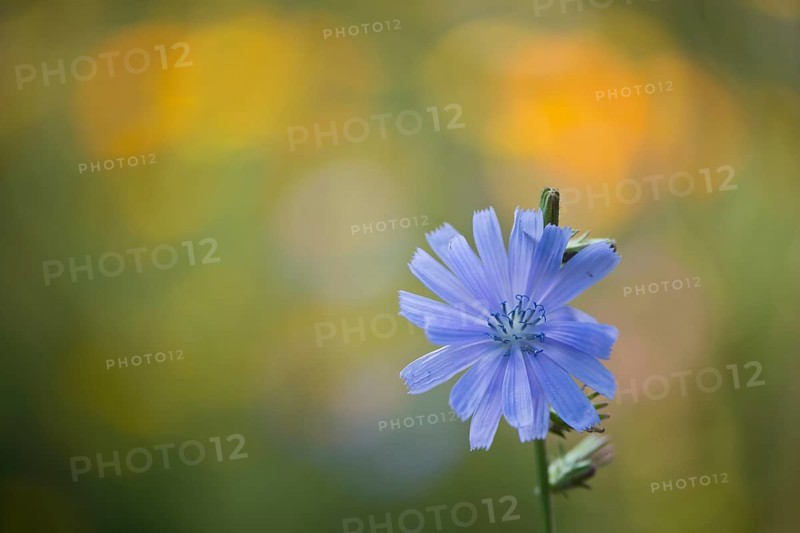 Common chicory,
