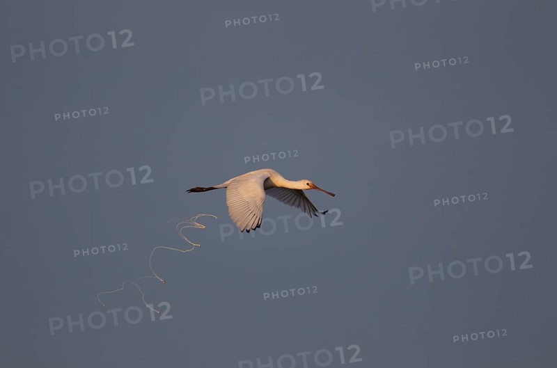 Eurasian spoonbill,