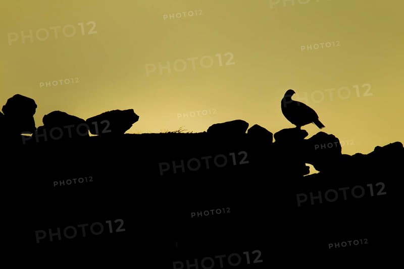Red grouse,