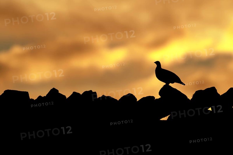 Red grouse,