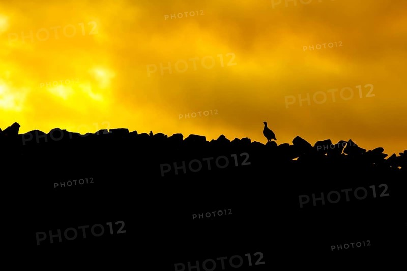 Red grouse,
