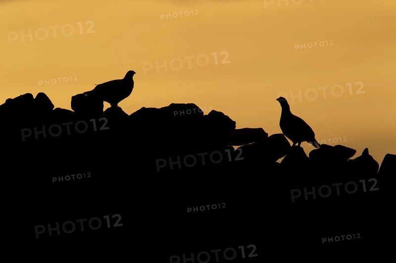 Red grouse,