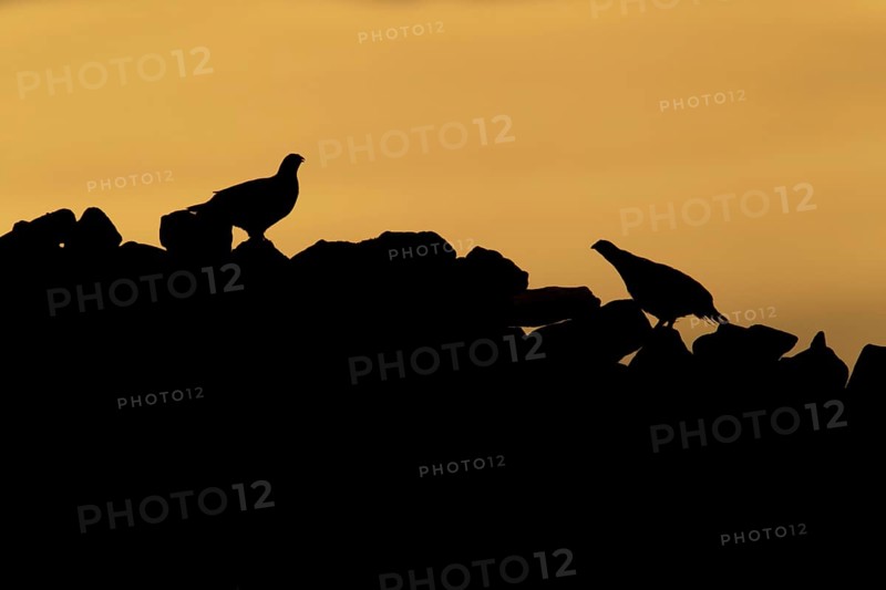Red grouse,