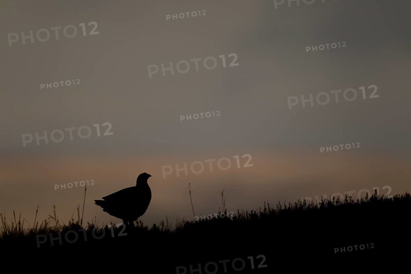 Red grouse,