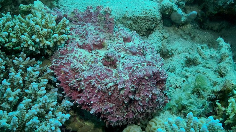 Close-up of pink Stonefish lies on corals. Reef Stonefish,