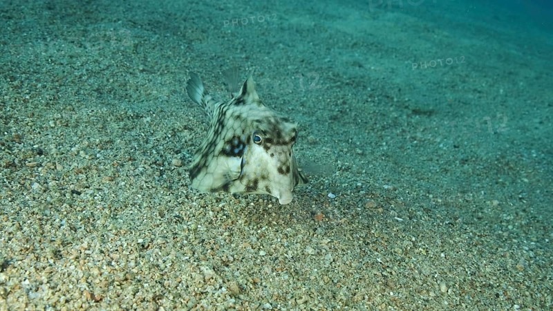 Close-up of Boxfish swims over sandy bottom. Thornback Boxfish or Camel Cowfish,