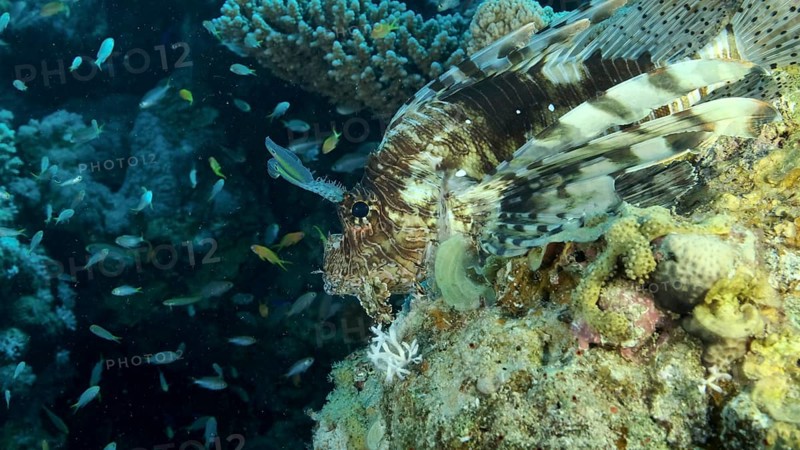 Large shoal of Miry's damselfish,