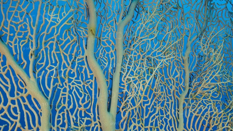 Details of the soft coral,