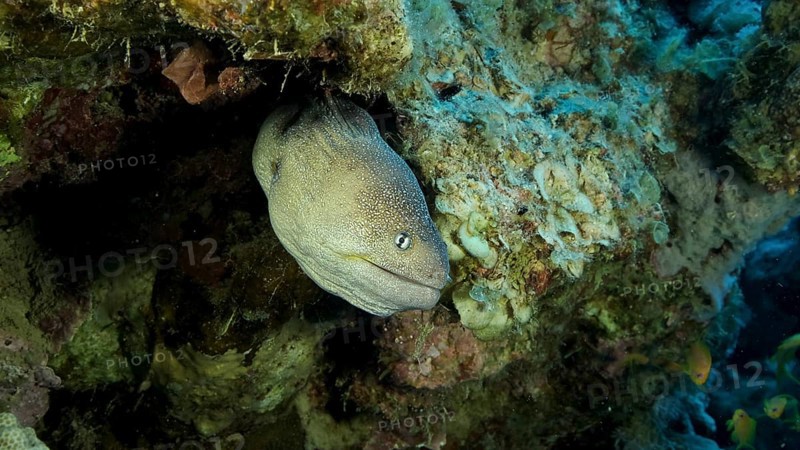 Close-up portrait of Moray peeks out of its hiding place. Yellow-mouthed Moray Eel,