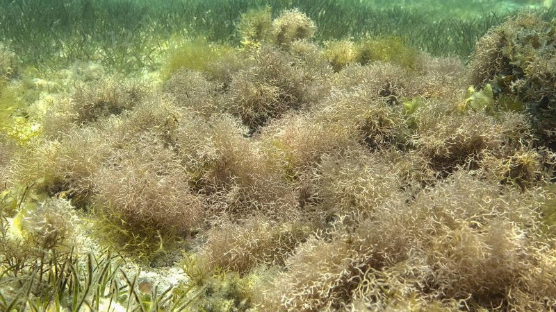 Dense thickets of red algae, brown algae and green seagrass in shallow water in the rays of sunlight. Underwater landscape